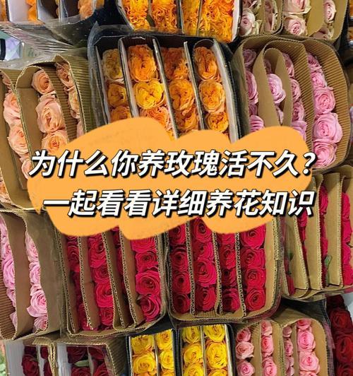 如何正确养护玫瑰花盒？（打造持久美丽的玫瑰花盒，）-第3张图片-绿意生活