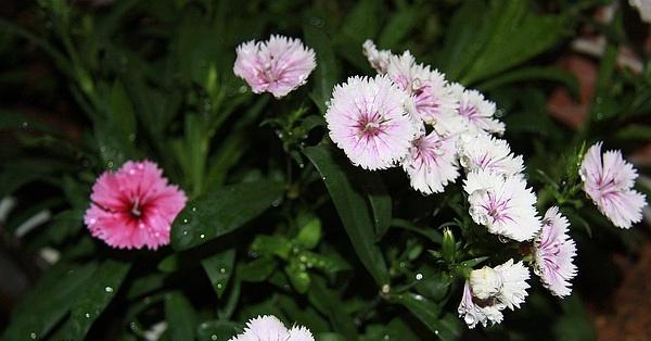 石竹子花的移栽技巧（以石竹子花为主题的移栽指南，教你如何成功移植石竹子花）-第3张图片-绿意生活