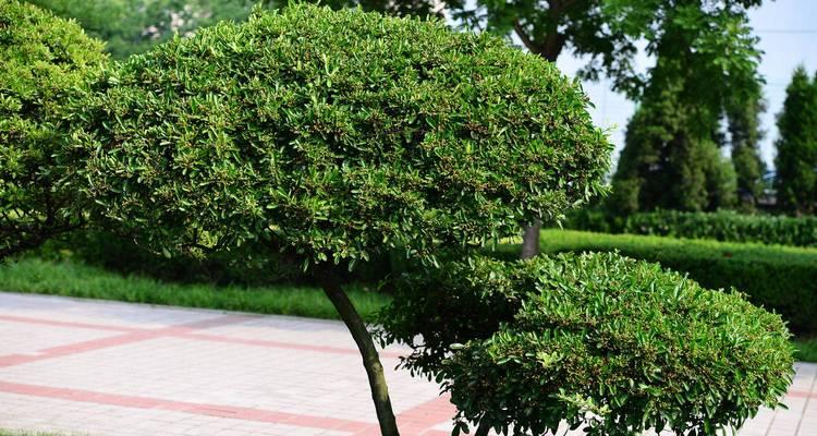 探秘棘树的生态与特性（一种独特的灌木科木本植物）-第2张图片-绿意生活