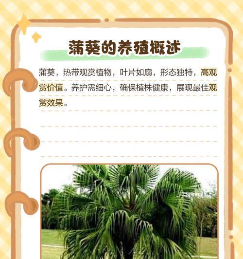 探秘蒲葵干叶子的奥秘（揭开蒲葵干叶子的制作过程及其用途）-第1张图片-绿意生活