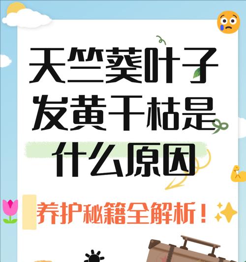 探秘蒲葵干叶子的奥秘（揭开蒲葵干叶子的制作过程及其用途）-第3张图片-绿意生活