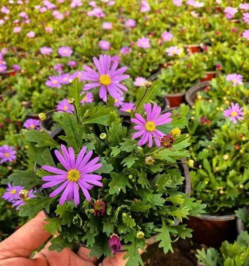 揭秘姬小菊冬季开花的神秘之谜（探寻寒冬中的奇妙姿态——姬小菊的秘密花期）-第2张图片-绿意生活