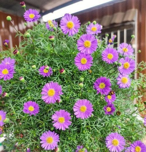 揭秘姬小菊冬季开花的神秘之谜（探寻寒冬中的奇妙姿态——姬小菊的秘密花期）-第1张图片-绿意生活