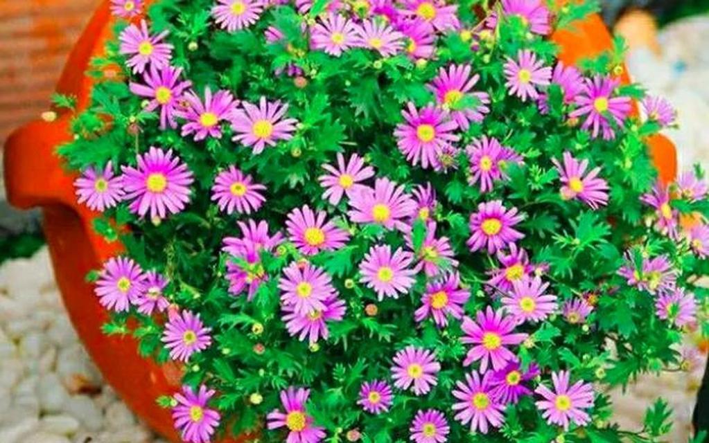 揭秘姬小菊冬季开花的神秘之谜（探寻寒冬中的奇妙姿态——姬小菊的秘密花期）-第3张图片-绿意生活