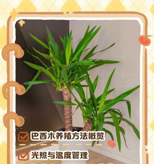 以巴西木有黄叶怎么处理（保护巴西木叶片的方法及注意事项）-第3张图片-绿意生活