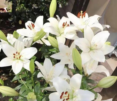 百合花叶子的剪裁艺术（打造美丽的百合花叶子——剪裁技巧与注意事项）-第1张图片-绿意生活