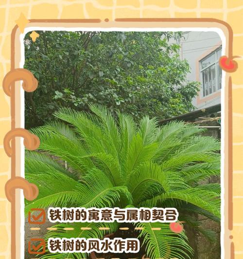 以西铁树怎么养殖？（了解养殖西铁树的关键技巧和注意事项）-第2张图片-绿意生活