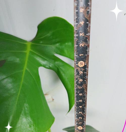 龟背竹配土方法与比例适合养殖的土壤（打造龟背竹良好生长环境）-第1张图片-绿意生活