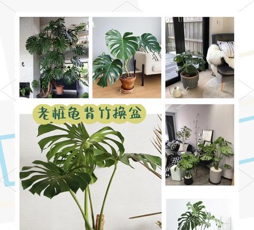 龟背竹配土方法与比例适合养殖的土壤（打造龟背竹良好生长环境）-第2张图片-绿意生活