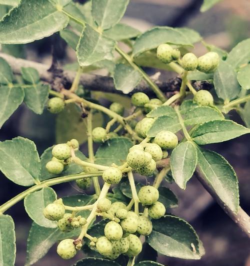 花椒成熟的时间和方法（了解花椒成熟的关键点和采摘技巧）-第2张图片-绿意生活