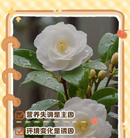 山茶花掉叶的原因及应对方法（揭秘山茶花叶子掉落的背后原因，为您提供有效的护理建议）-第2张图片-绿意生活