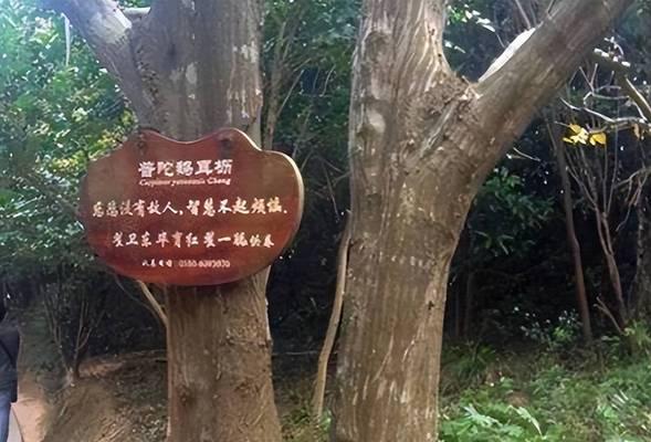 海口市树——椰子树（探秘海南特色树种，了解椰城之美）-第2张图片-绿意生活