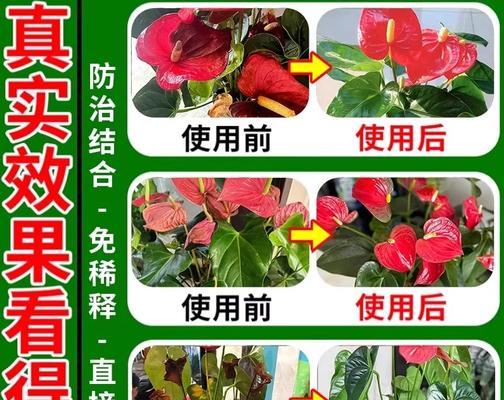 红掌叶子长斑的治疗方法（有效措施让红掌恢复健康）-第3张图片-绿意生活