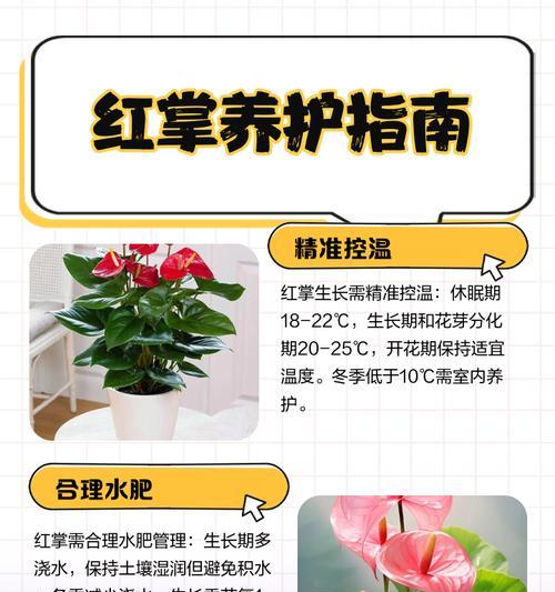 红掌叶子长斑的治疗方法（有效措施让红掌恢复健康）-第2张图片-绿意生活