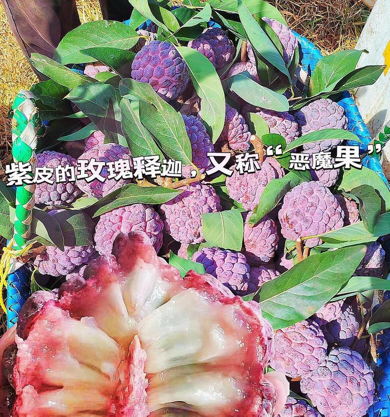 红释迦果（解读红释迦果的成熟特征和鉴别方法）-第2张图片-绿意生活