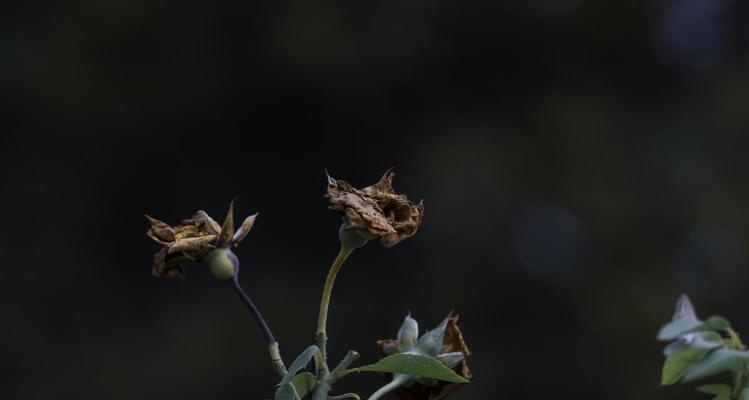 如何拯救枯萎的花朵（用科学方法使花恢复活力）-第3张图片-绿意生活