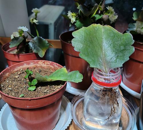 以水养鲜花的技巧（让花儿永葆鲜活的养护秘诀）-第2张图片-绿意生活