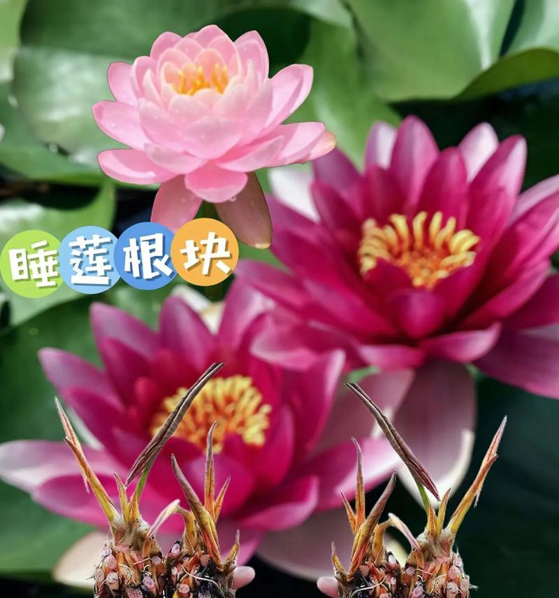 以水养鲜花的技巧（让花儿永葆鲜活的养护秘诀）-第3张图片-绿意生活