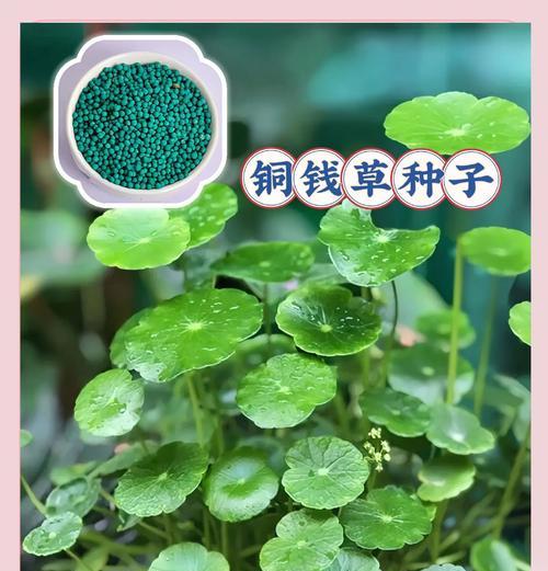 铜钱草叶发黄了怎么办？（有效护理技巧让它恢复健康）-第1张图片-绿意生活
