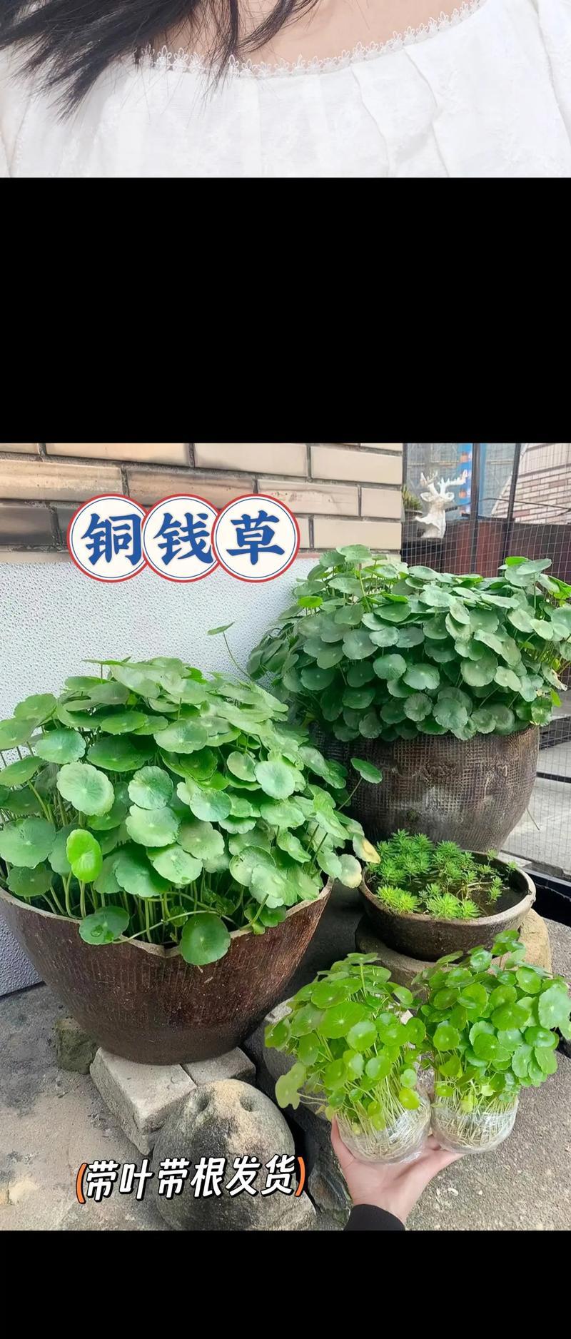 铜钱草叶发黄了怎么办？（有效护理技巧让它恢复健康）-第3张图片-绿意生活
