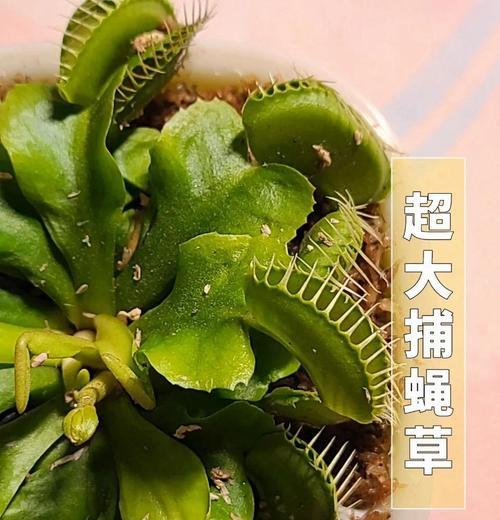培育捕蚊草种子的全程指南（从种植到收获，让你成为捕蚊草种子养殖的专家）-第2张图片-绿意生活