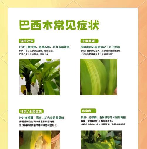以巴西木叶子干枯怎么治（有效治理巴西木叶子干枯的方法及步骤）-第3张图片-绿意生活