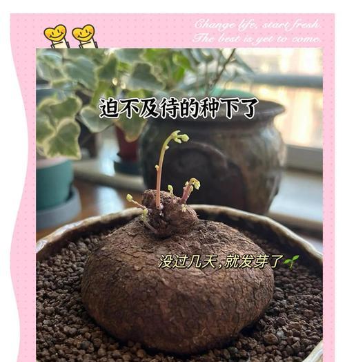 以爱之蔓建设绿色家园（守土有责，行动为本）-第2张图片-绿意生活