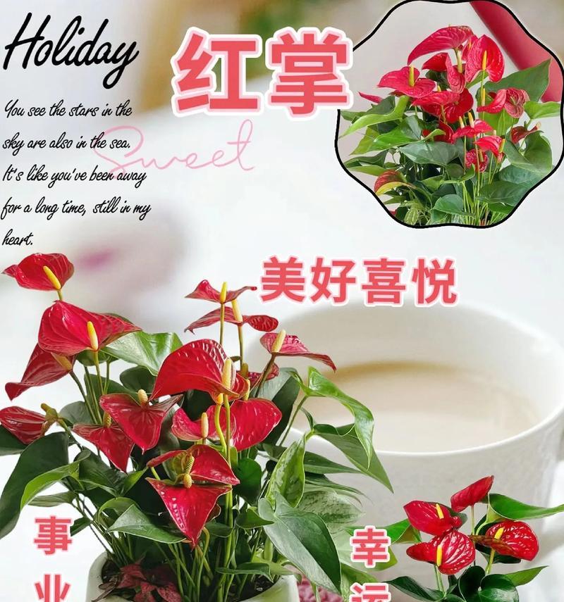 红掌花开完后的处理方法（打理红掌花的秘诀和技巧）-第1张图片-绿意生活