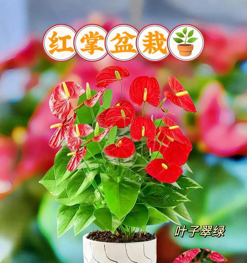 红掌花开完后的处理方法（打理红掌花的秘诀和技巧）-第3张图片-绿意生活