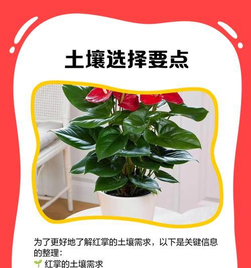 红掌花开完后的处理方法（打理红掌花的秘诀和技巧）-第2张图片-绿意生活
