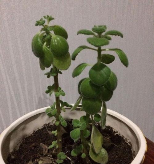碰碰香烂根怎么办（碰碰香烂根的危害与治疗方法全解析）-第1张图片-绿意生活