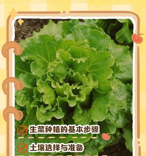生菜种植时间及生长周期全解析（优选时机，养护技巧，助力丰收）-第1张图片-绿意生活