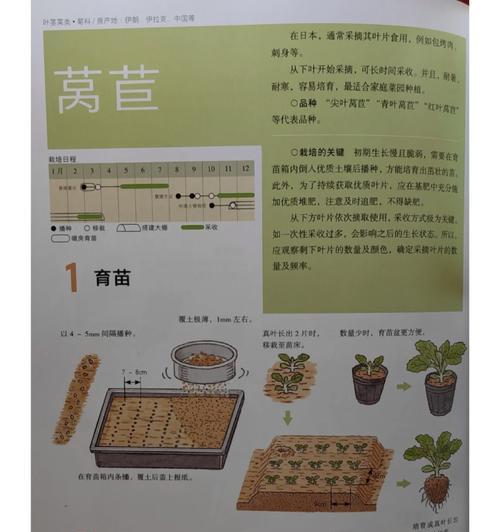 生菜种植时间及生长周期全解析（优选时机，养护技巧，助力丰收）-第3张图片-绿意生活