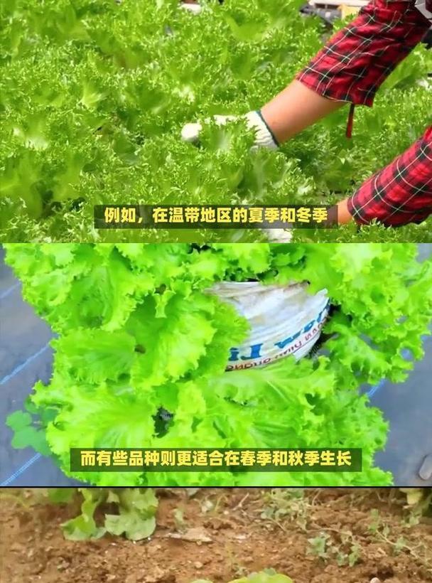 生菜种植时间及生长周期全解析（优选时机，养护技巧，助力丰收）-第2张图片-绿意生活