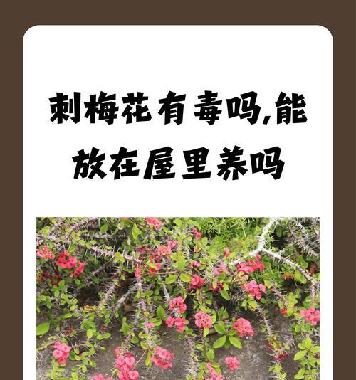 全面了解以刺梅的养殖方法（以刺梅的生长环境与需求、栽培技巧及疾病防治）-第2张图片-绿意生活