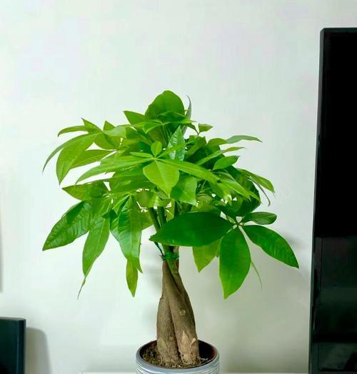 摘心技巧，让新移栽发财树更健壮（揭秘新移栽发财树的摘心方法，让树苗茁壮成长）-第1张图片-绿意生活