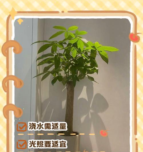 摘心技巧，让新移栽发财树更健壮（揭秘新移栽发财树的摘心方法，让树苗茁壮成长）-第3张图片-绿意生活