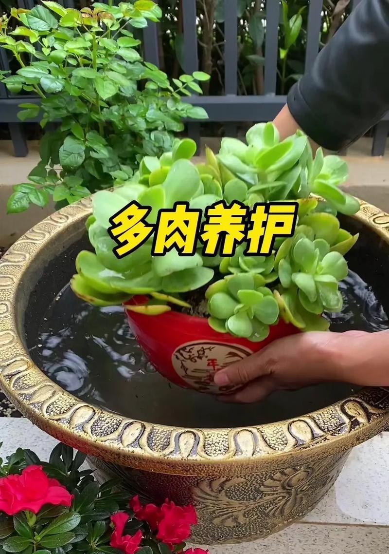 多肉种子的种植与养护指南（从种子到多肉，轻松打造独特花园）-第1张图片-绿意生活