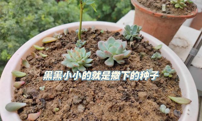 多肉种子的种植与养护指南（从种子到多肉，轻松打造独特花园）-第3张图片-绿意生活