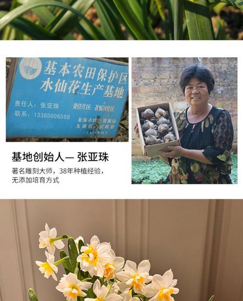 水仙花种球发黑的原因及处理方法（水仙花种球发黑的危害和保养技巧）-第1张图片-绿意生活