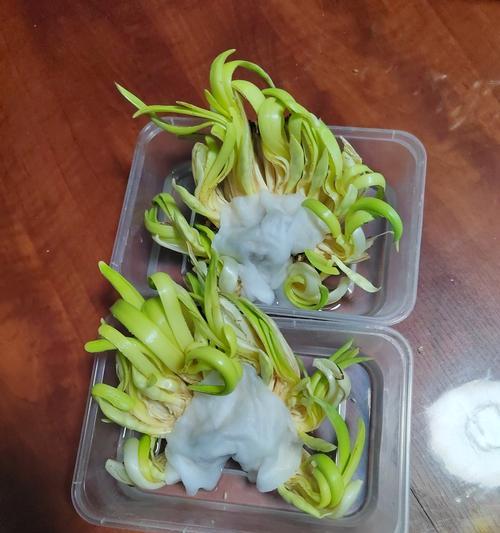 水仙花种球发黑的原因及处理方法（水仙花种球发黑的危害和保养技巧）-第2张图片-绿意生活