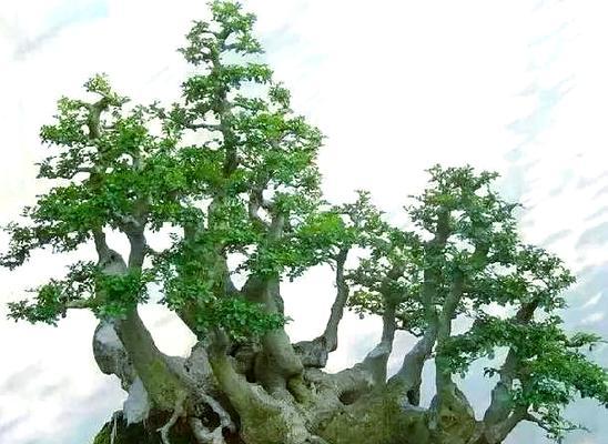 白蜡盆栽的养护全攻略（打造绿色生活的首选植物，白蜡盆栽养护技巧大揭秘）-第1张图片-绿意生活