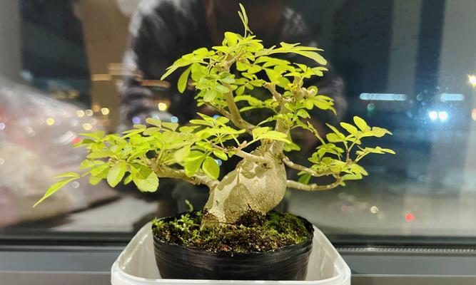 白蜡盆栽的养护全攻略（打造绿色生活的首选植物，白蜡盆栽养护技巧大揭秘）-第2张图片-绿意生活