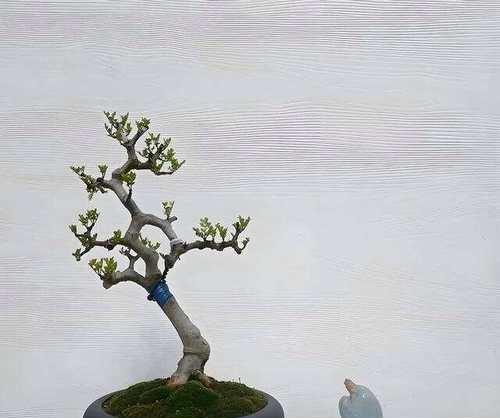 白蜡盆栽的养护全攻略（打造绿色生活的首选植物，白蜡盆栽养护技巧大揭秘）-第3张图片-绿意生活