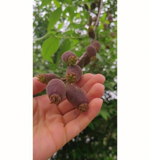 腊梅生虫的处理方法（保护腊梅免受虫害侵袭）-第1张图片-绿意生活