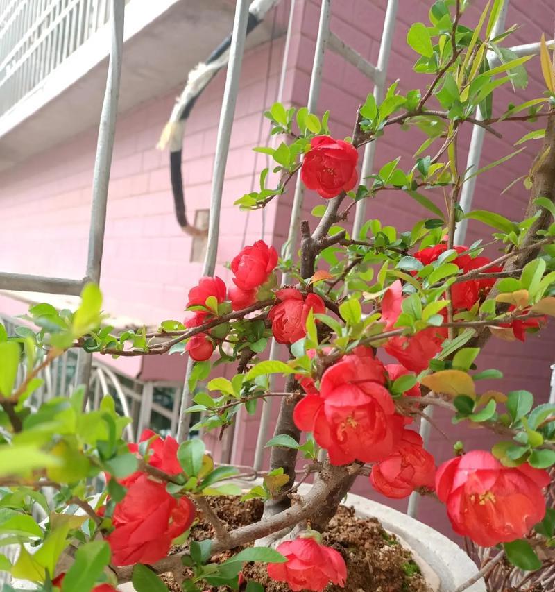 凉台小花的养护之道（打造美丽凉台，从细节关注开始）-第1张图片-绿意生活