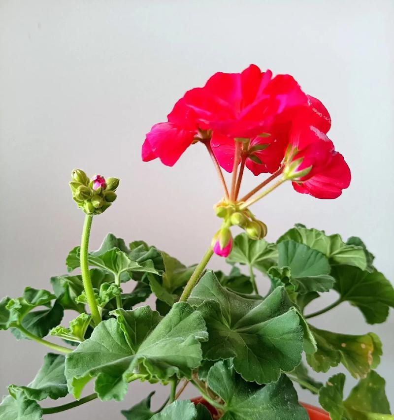 凉台小花的养护之道（打造美丽凉台，从细节关注开始）-第2张图片-绿意生活