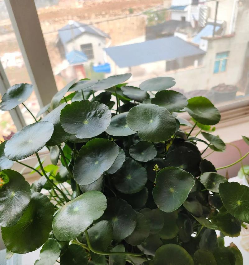 凉台小花的养护之道（打造美丽凉台，从细节关注开始）-第3张图片-绿意生活