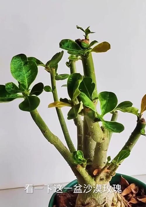 以沙漠玫瑰怎么没出——探索沙漠玫瑰不开花的原因（解析沙漠玫瑰枯萎的关键因素及治理方法）-第1张图片-绿意生活