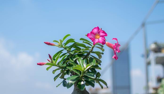 以沙漠玫瑰怎么没出——探索沙漠玫瑰不开花的原因（解析沙漠玫瑰枯萎的关键因素及治理方法）-第2张图片-绿意生活